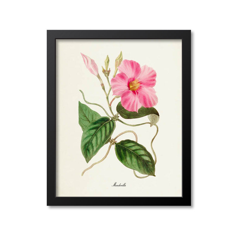 Mandevilla Flower Art Print, Pink