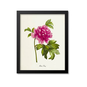 Moutan Peony Flower Art Print, Pink