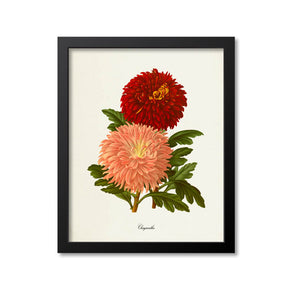 Chrysanths Flower Art Print