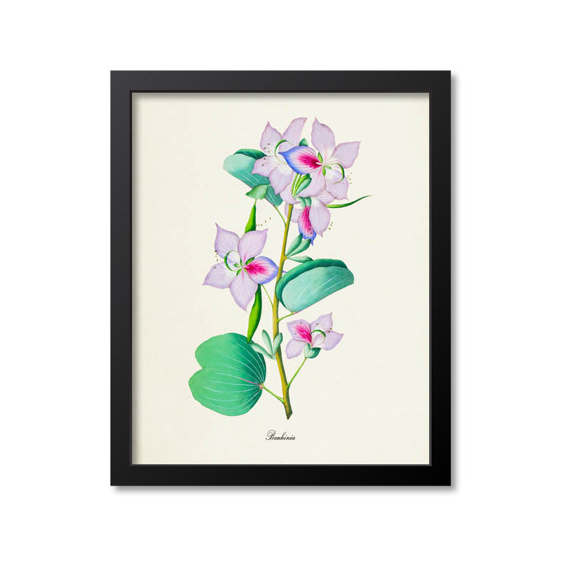 Bauhinia Flower Art Print