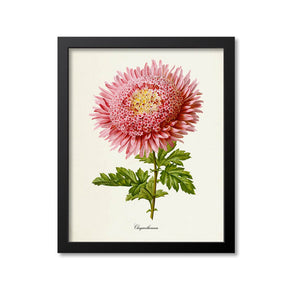 Chrysanthemum Flower Art Print, Pink