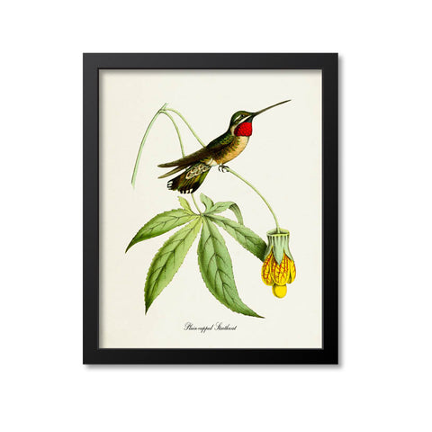 Plain-capped Starthroat Hummingbird Print