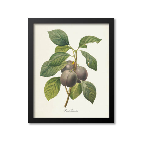 Plum Botanical Print, Prunus Domestica