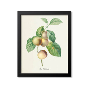 Plum Botanical Print, Reine Claude franche
