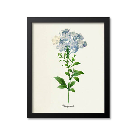 Plumbago Flower Art Print