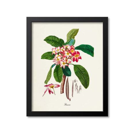 Plumeria Flower Art Print