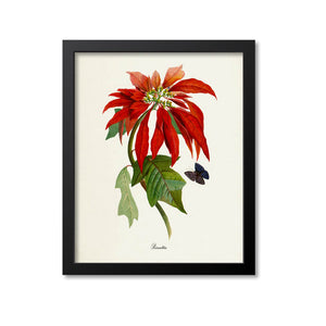 Poinsettia Flower Art Print