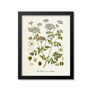 Poison Hemlock Botanical Print