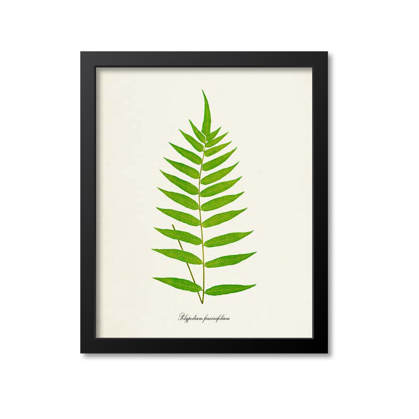 Fern Art Print - Polypodium fraxinifolium