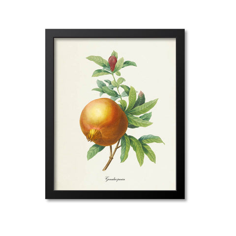 Pomegranate Botanical Print, Grenadier Punica
