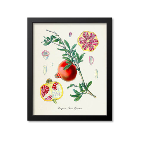 Pomegranate Botanical Print, Fruit