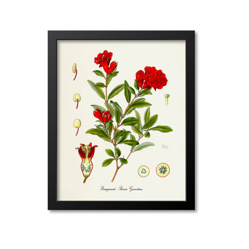 Pomegranate Botanical Print, Flower