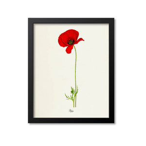 Poppy Flower Art Print