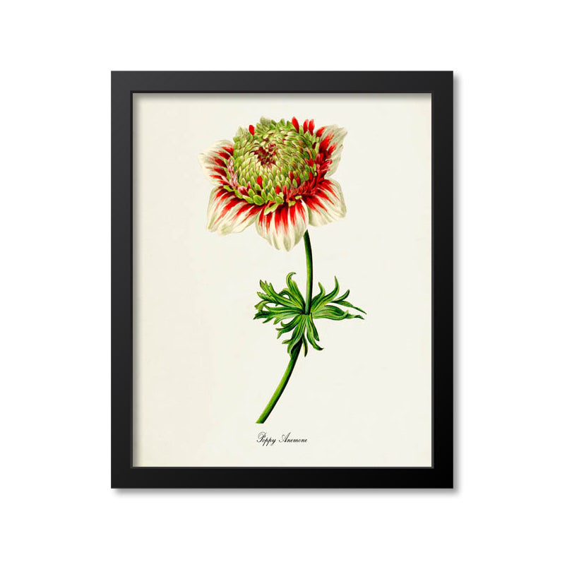 Poppy Anemone Flower Art Print