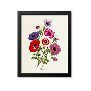 Poppy Anemones Flower Art Print