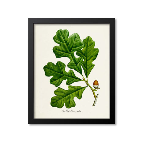 Post Oak Botanical Print