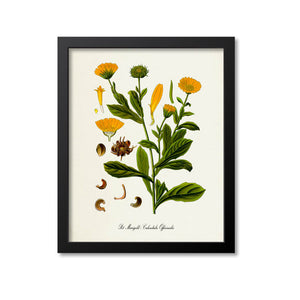 Pot Marigold Botanical Print