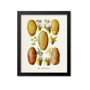 Potato Botanical Print