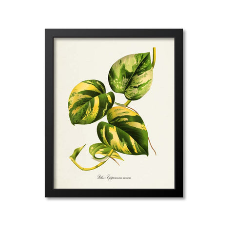 Pothos Art Print, Epipremnum aureum