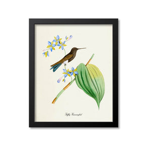 Puffleg Hummingbird Print