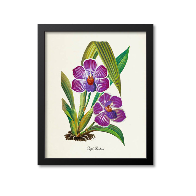 Purple Pescatoria Flower Art Print
