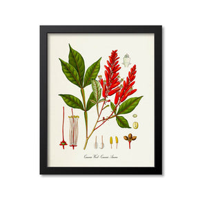 Quassia Wood Botanical Print