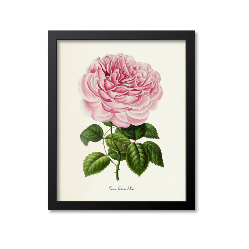 Queen Victoria Rose Flower Art Print