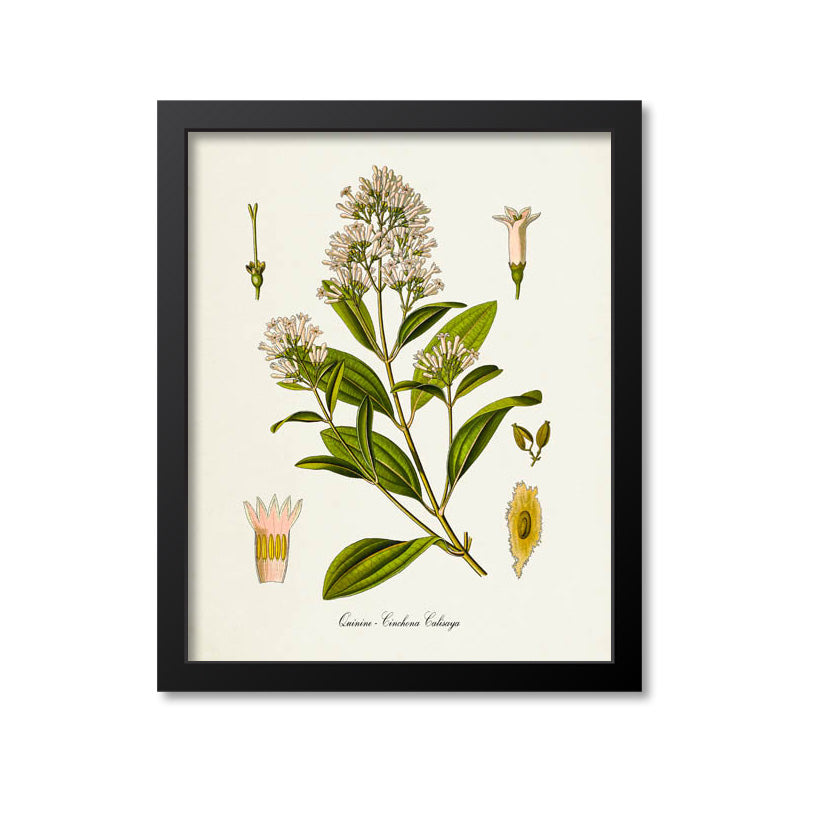 Quinine Botanical Print