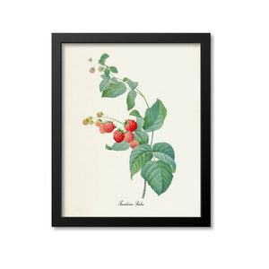 Raspberry Botanical Print