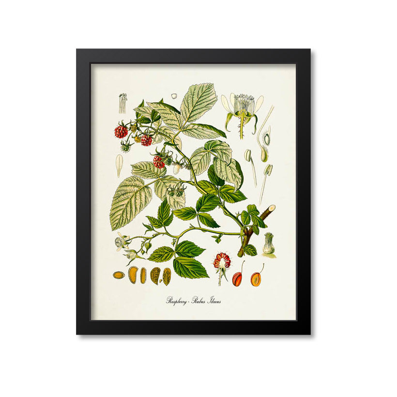 Raspberry Botanical Print, Rubus Idaeus