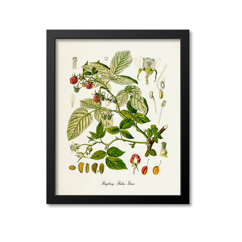 Raspberry Botanical Print, Rubus Idaeus