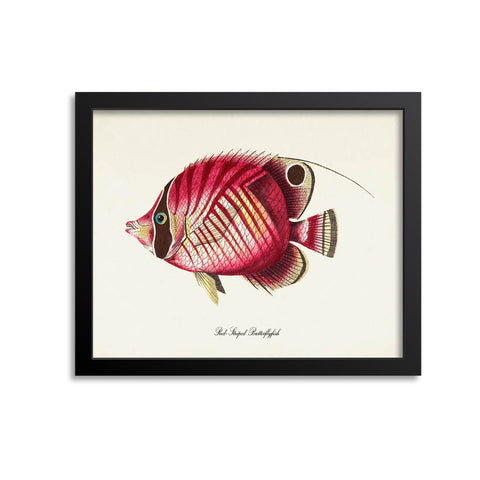 Red-Striped Butterflyfish Art Print
