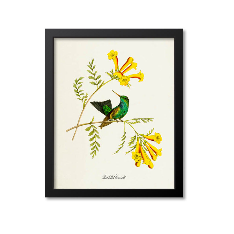 Red-billed Emerald Hummingbird Print