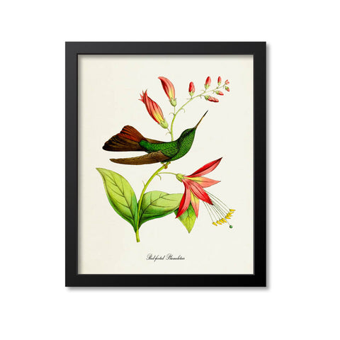 Red-footed Plumeleteer Hummingbird Print
