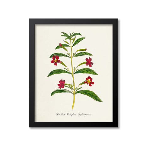 Red Bush Monkeyflower Art Print - Diplacus puniceus