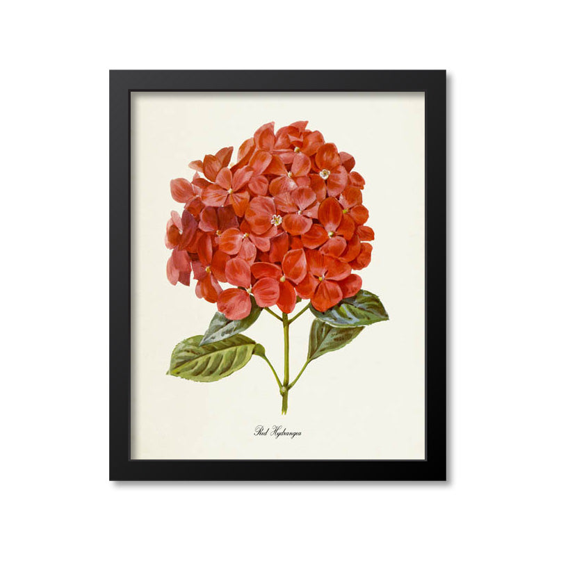 Red Hydrangea Flower Art Print