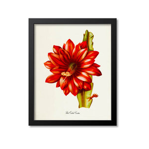 Red Orchid Cactus Flower Art Print