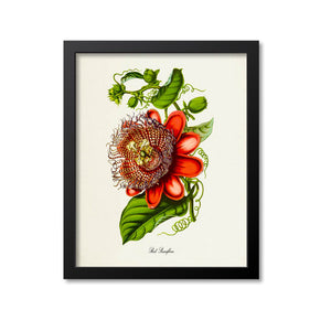Red Passiflora Flower Art Print