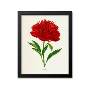 Red Peony Flower Art Print