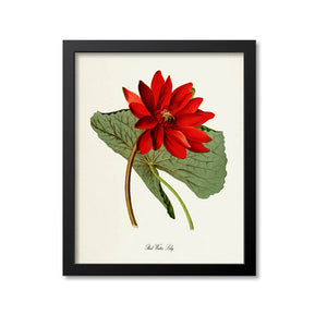 Red Water Lily Flower Art Print
