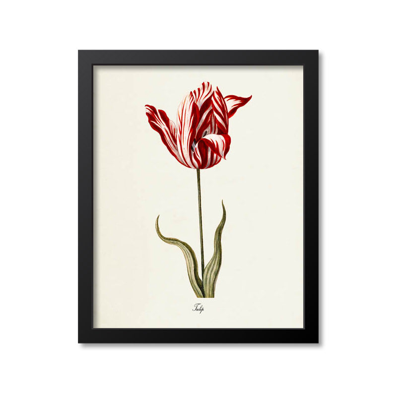 Tulip Flower Art Print, Red, White