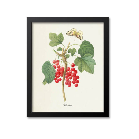 Redcurrant Botanical Print