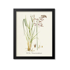 Reed Grass Art Print