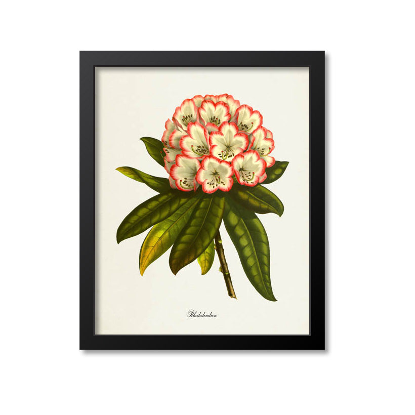 Rhododendron Flower Art Print