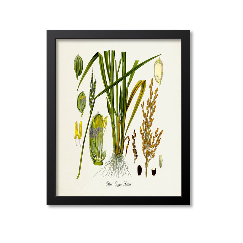 Rice Botanical Print
