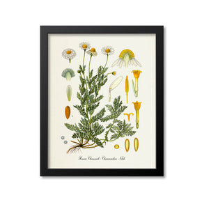 Roman Chamomile Botanical Print