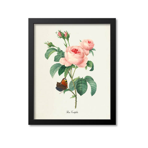 Pink Rose Flower Art Print Rosa Centifolia