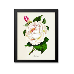 Rosa Indica Rose Flower Art Print