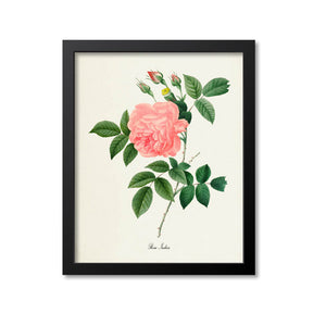Rose Flower Art Print
