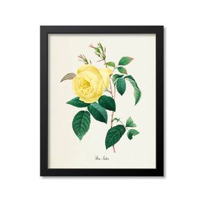 Rosa Indica Yellow Rose Flower Art Print